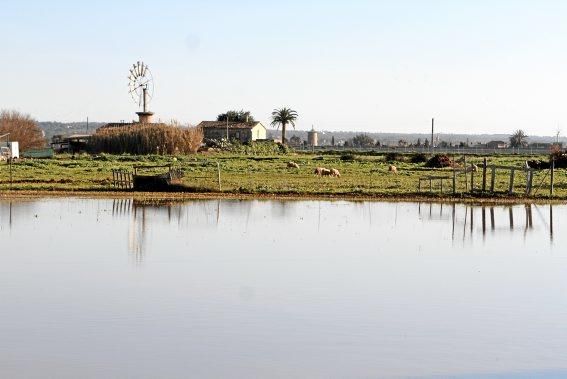 In dem kleinen Dorf in der Nähe des Flughafens von Mallorca steht das Wasser - und fließt seit Dezember nicht ab. Die Anwohner beklagen die Untätigkeit der Politik.