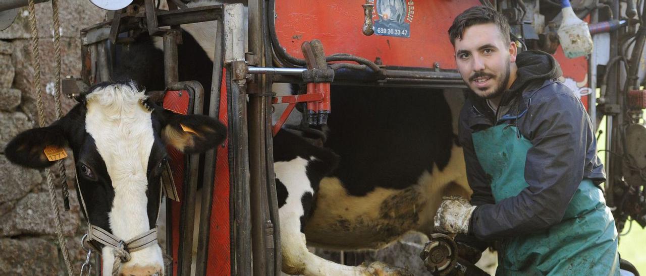 El joven Manuel Pereiro, ayer, trabajando con una vaca en una granja de Pazos.  | // BERNABÉ/JAVIER LALÍN