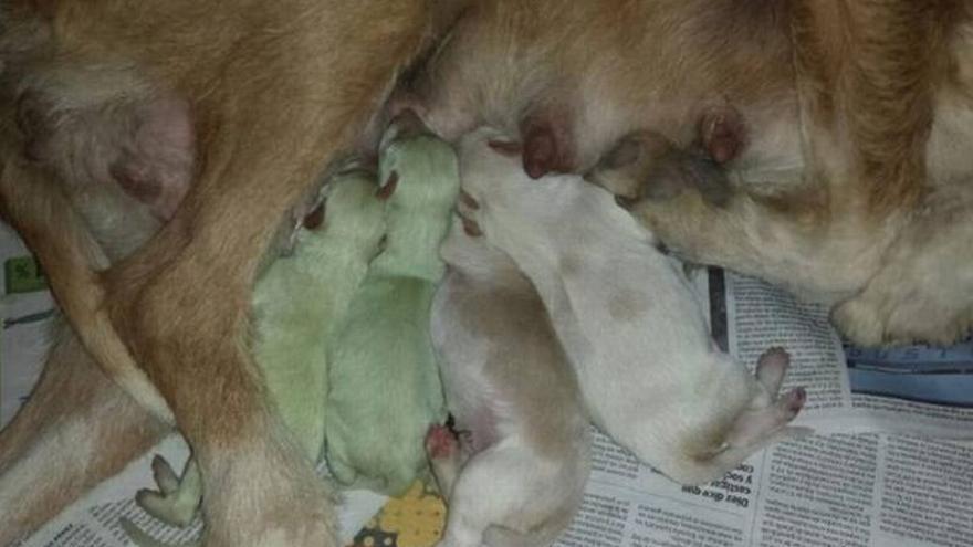 Una perra da a luz a dos cachorros verdes