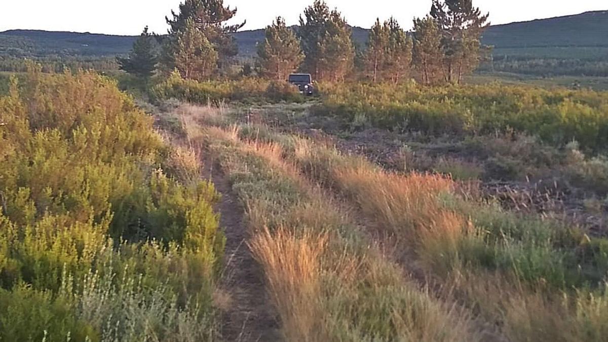 Un todoterreno aparcado entre brezos y árboles en un punto lobero de la sierra de La Culebra. |C. S