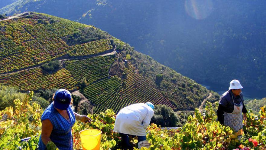 Recogida de una cosecha en la Ribeira Sacra.  // Iñaki Osorio