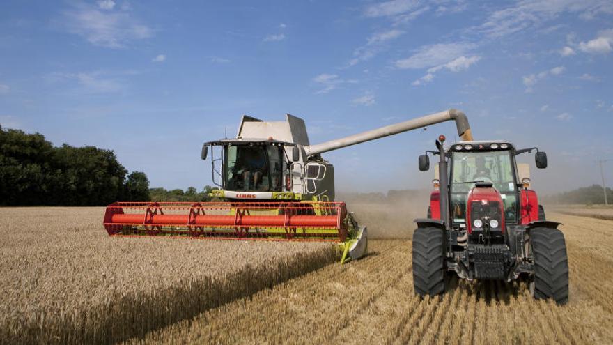 La collita de cereals a Girona presenta un rendiment escàs