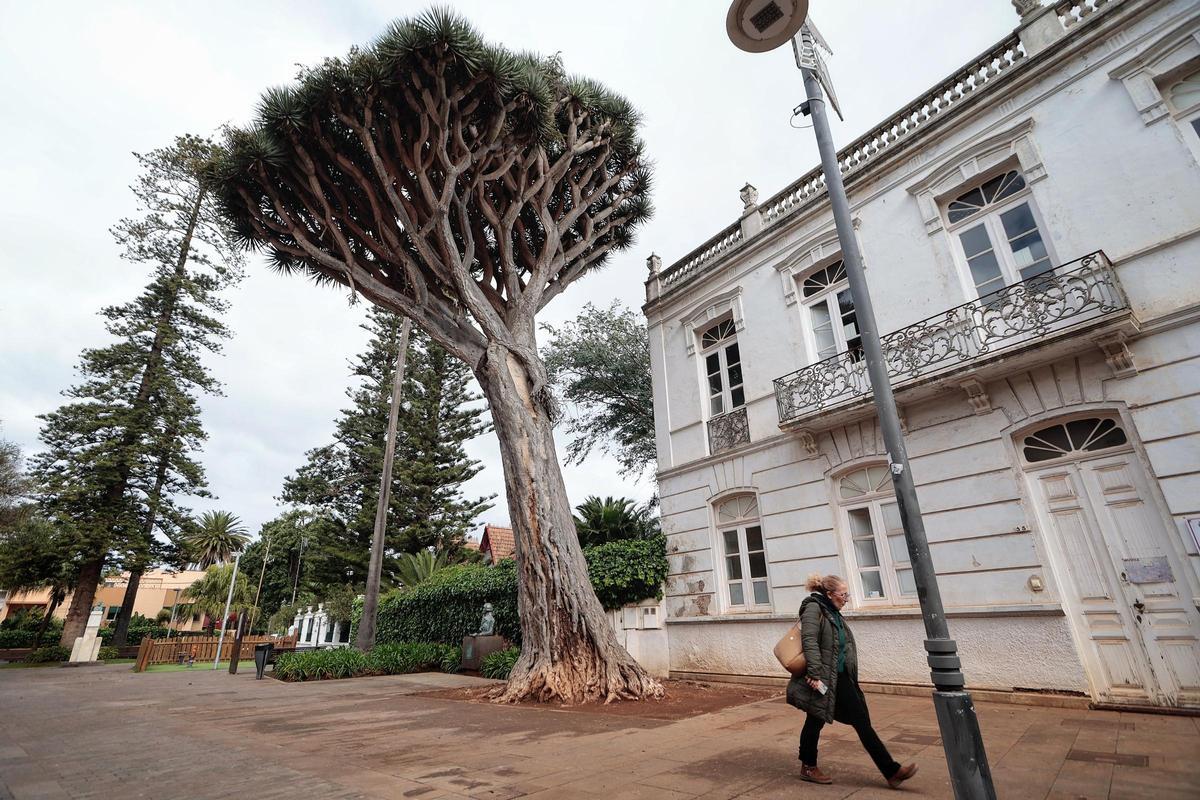 El drago de la calle San Agustín, este martes.