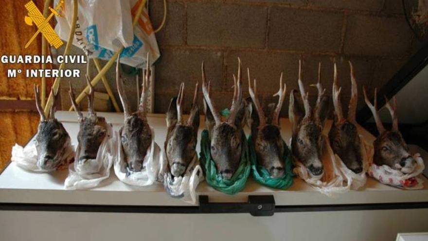 Intervenidas 9 cabezas de corzo cazadas de forma fraudulenta