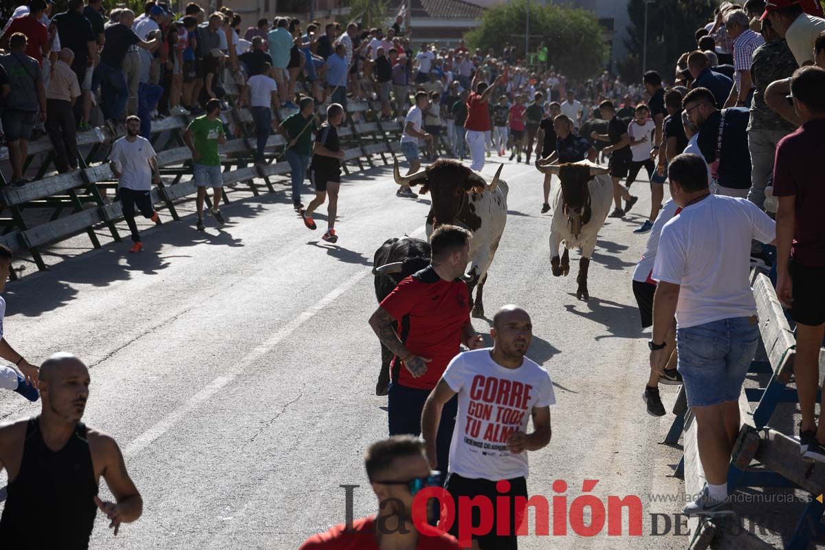 Sexto encierro de la Feria del Arroz de Calasparra