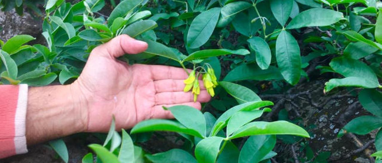 Las flores de la especie &#039;Oro de risco&#039; en el Campo de Volcanes de Rosiana.