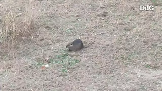Vídeo | El coipú gegant que capta l'atenció dels vianants a Girona