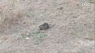 Vídeo | El coipú gegant que capta l'atenció dels vianants a Girona