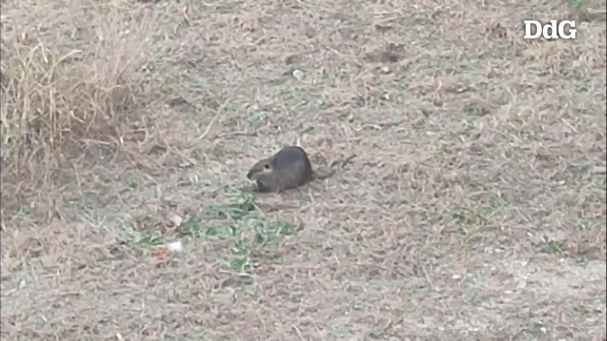 Vídeo | El coipú gegant que capta l'atenció dels vianants a Girona