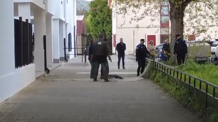 Capturados en A Coruña dos jabalíes que se colaron en el recinto del colegio Alborada