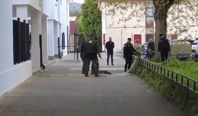 Capturados en A Coruña dos jabalíes que se colaron en el recinto del colegio Alborada