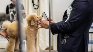 Una família del Regne Unit busca mainadera per als seus gossos i ofereix un sou milionari