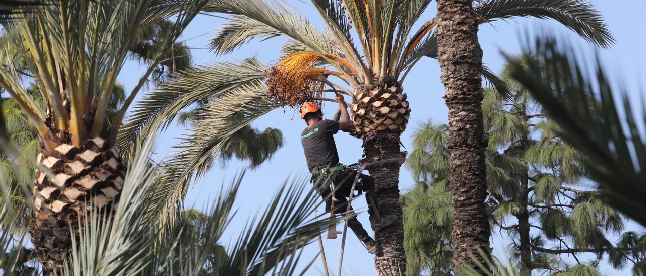 Poda de palmeras en Elche.