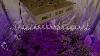 Lampistas que trabajan para traficantes de marihuana: "Pagan lo que pidas"