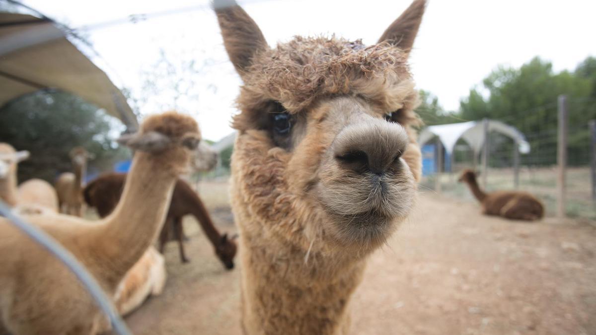 Granja De Alpacas En Sant Carles.