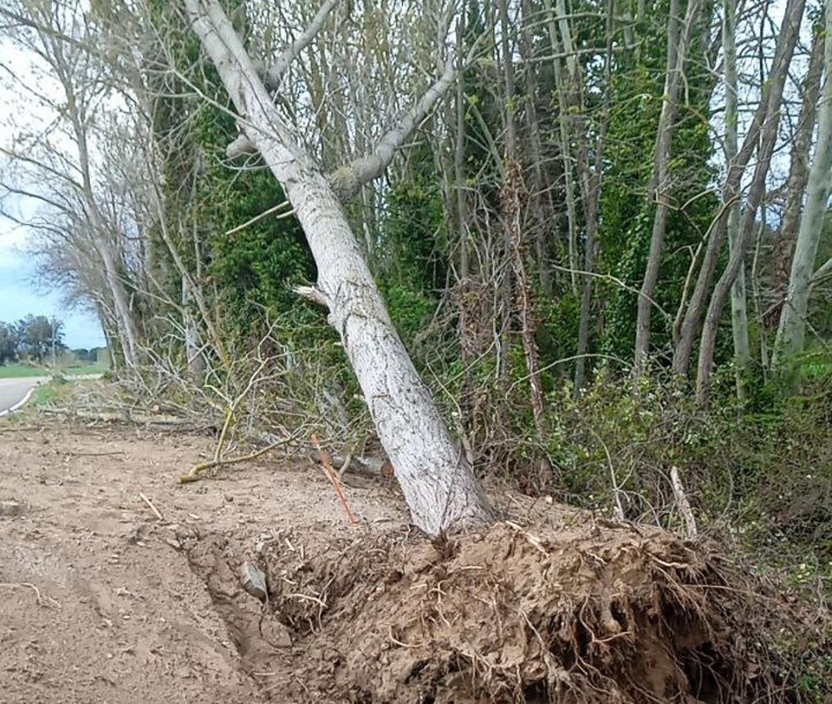 L'arbre caigut al camí que du a la urbanització Selva Brava de Llagostera.