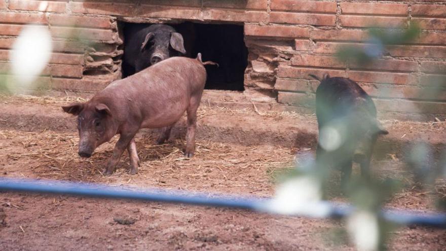 Porcs de la granja Godall de Solsona | ARXIU/MIREIA ARSO
