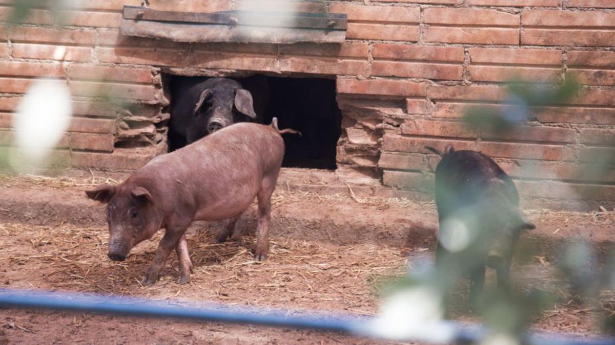Porcs de la granja Godall de Solsona