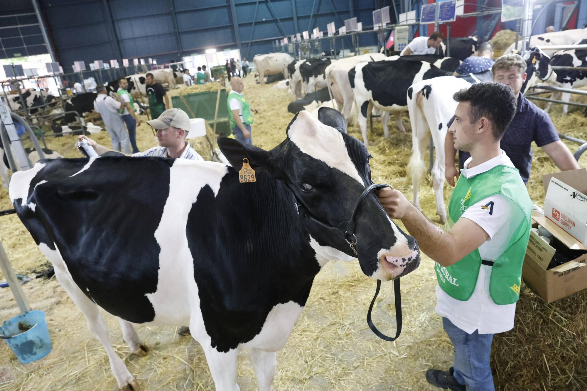 El concurso en Gijón de la mejor vaca de Asturias, en imágenes