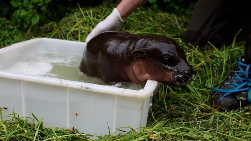 HIPOPÓTAMO PIGMEO BEBÉ | Una cría de hipopótamo pigmeo disfruta de su primer baño al aire libre en Berlín