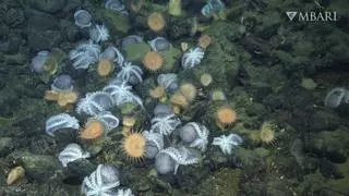 'Jardín de los pulpos': el mayor criadero descubierto a 3.000 metros de profundidad