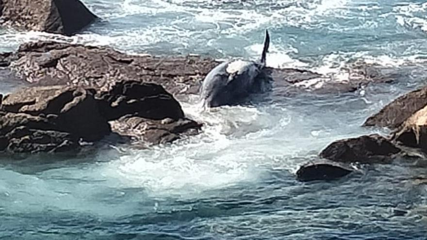 Otro zifio de &quot;mal agüero&quot; aparece flotando en la costa gallega