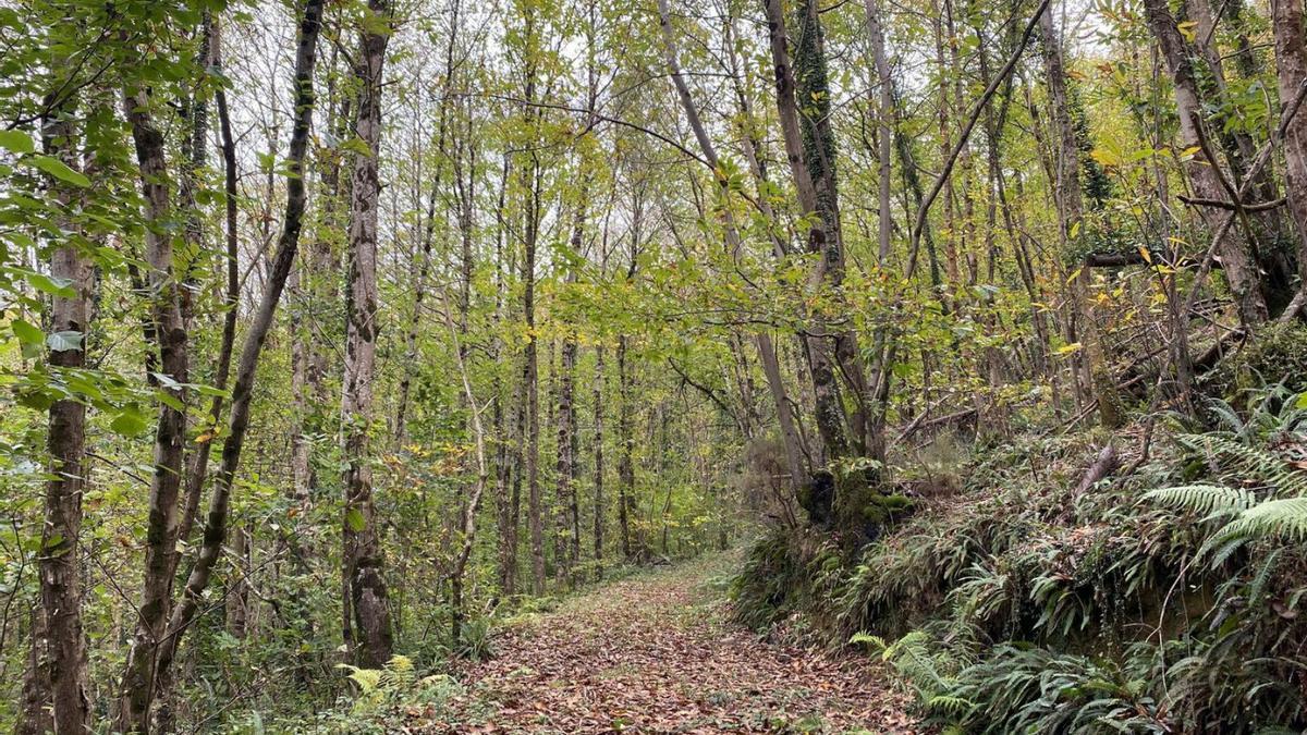 Bosque asturiano.