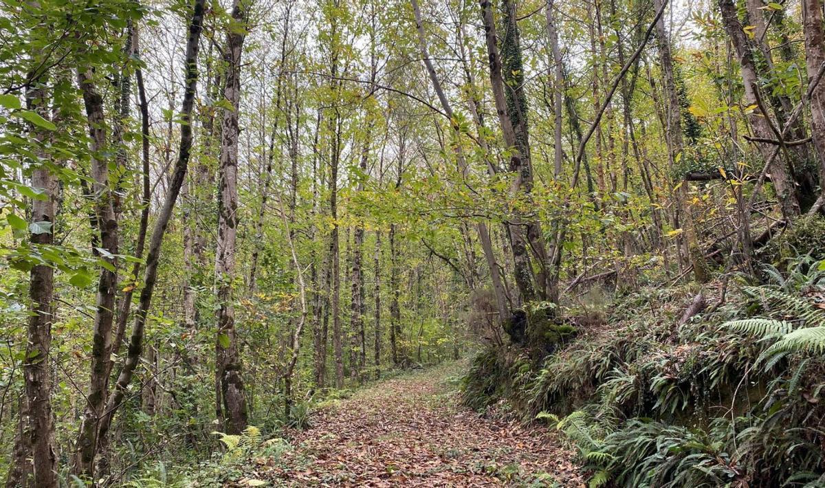 Bosque asturiano. | Cedida a Lne