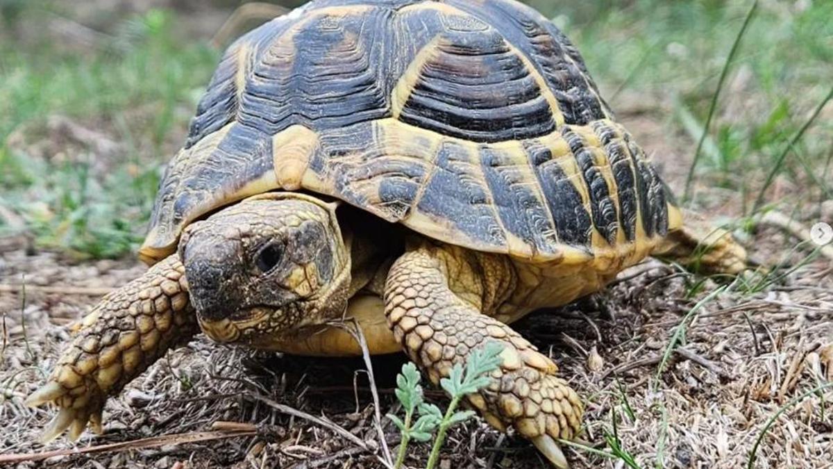La tortuga mediterrània és una espècie qualificada en perill d’extinció.