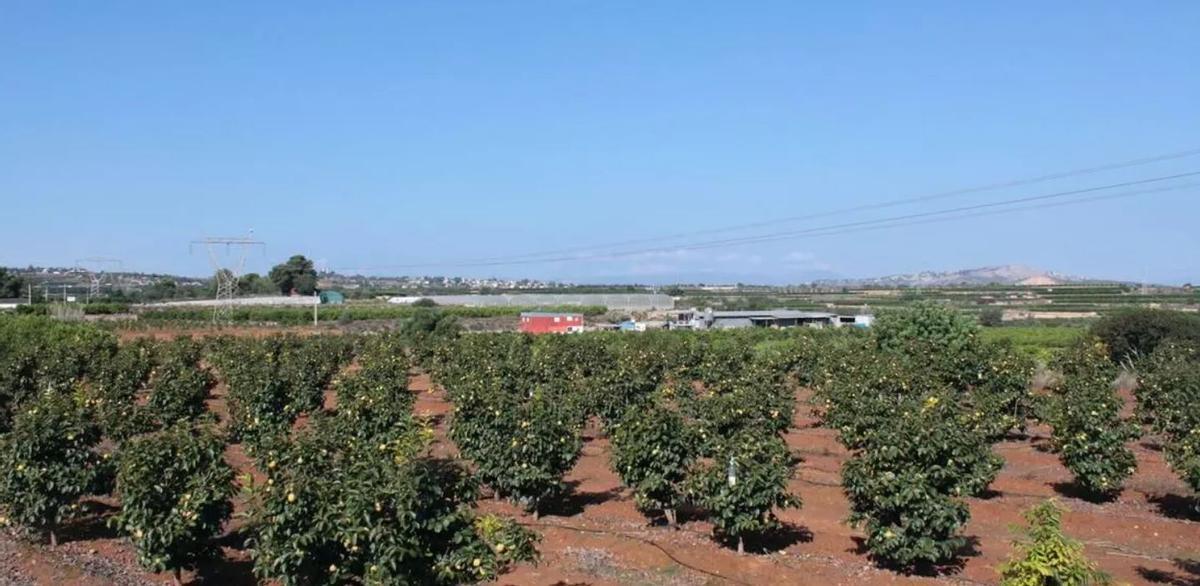 Campos afectados por la dana.