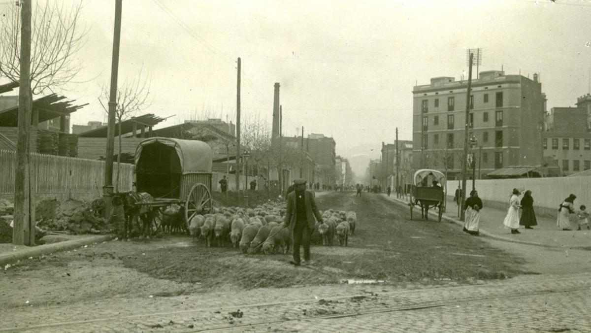 Un pastor pasea su rebaño por la calle de Roger de Flor de Barcelona en 1915. 