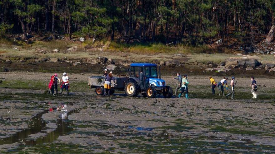 Las algas vuelven a amenazar los bancos marisqueros de A Illa y Vilanova