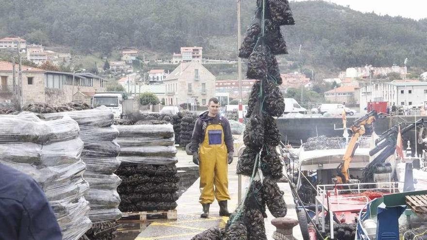 Descarga de mejillón en octubre pasado en la ría de Aldán. // Santos Álvarez