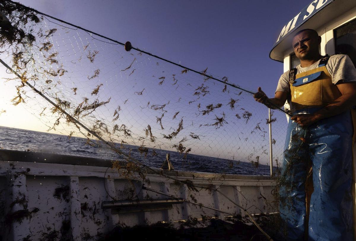 Un pescador de Marbella, amb les seves xarxes plenes de l’alga invasora, la qual cosa redueix les captures | EFE