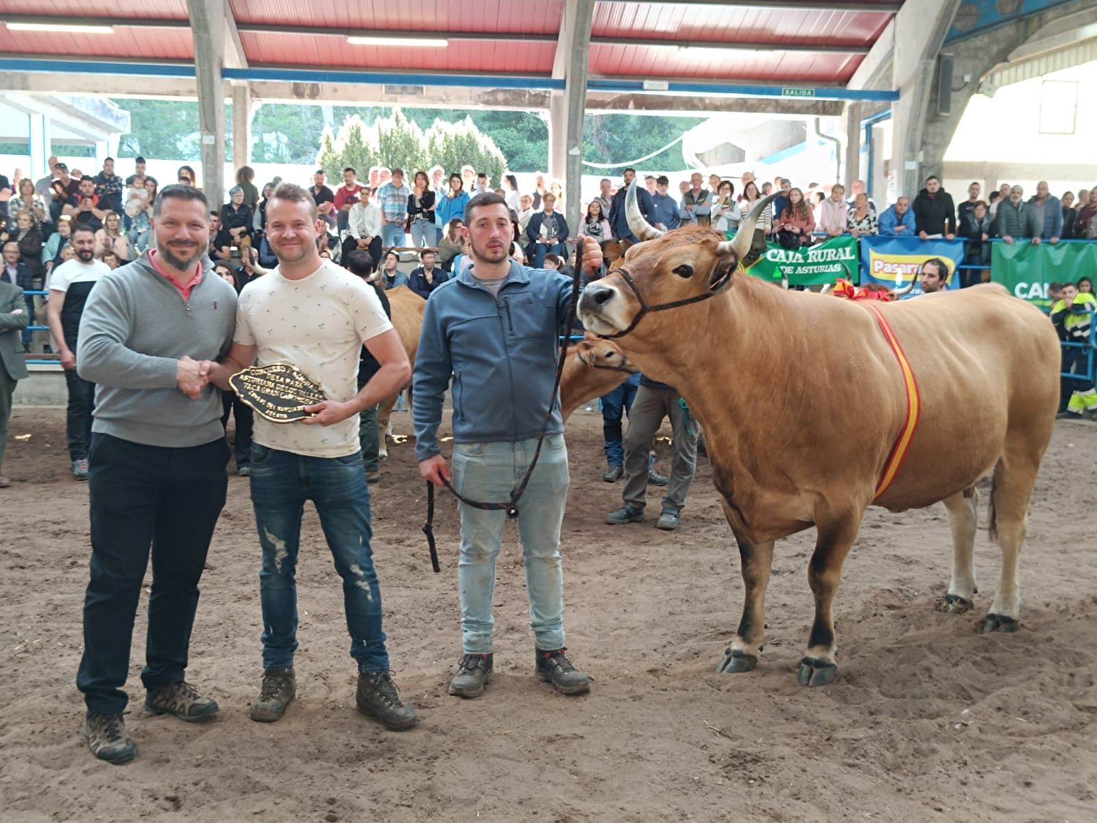 Concurso subasta nacional de asturiana de los valles en Cangas del Narcea