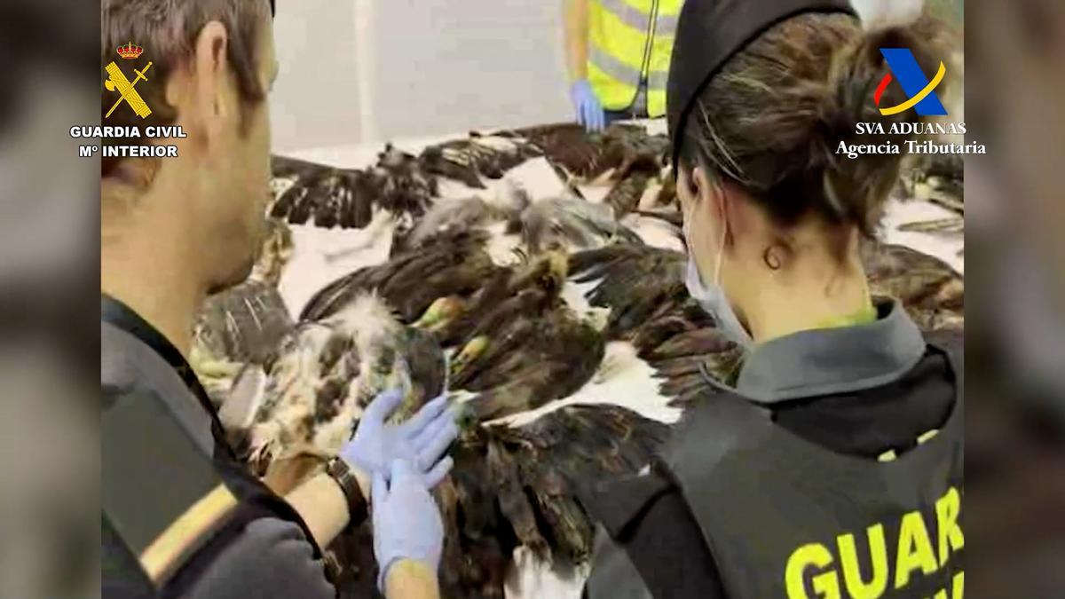 La Guardia Civil realiza una incautación de aves en el aeropuerto de Barcelona