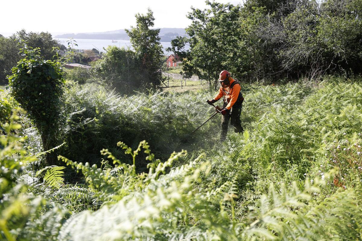 Un trabajador realiza tareas de desbroce en una finca.