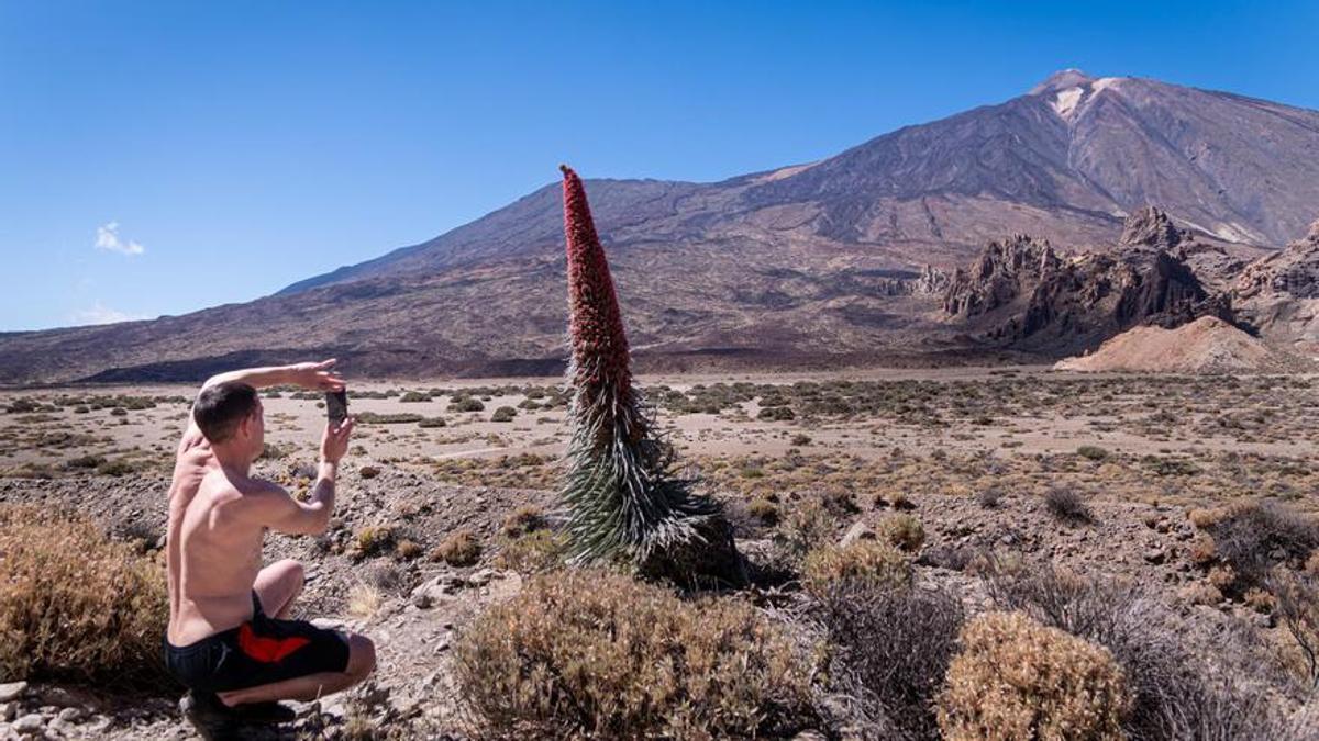 Un turista saca una foto de un tajinaste en el Parque Nacional del Teide ARTURO JIMÉNEZ