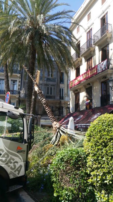 Cae una palmera sobre una terraza en la plaza de la Reina