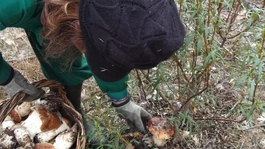 Una mujer recolecta boletus en los campos de Zamora.