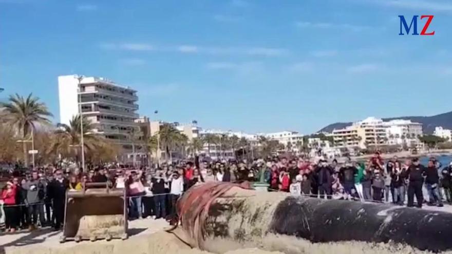 Finnwal an der Küste von Cala Millor gestrandet