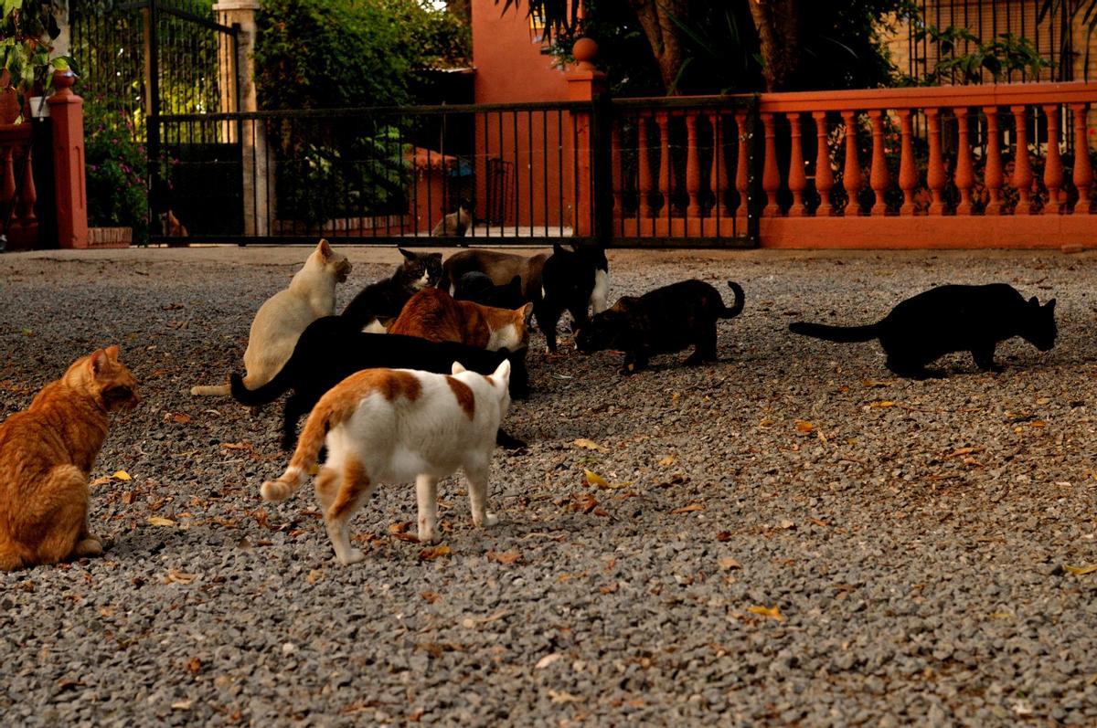 Una colonia felina en Antequera (Málaga)