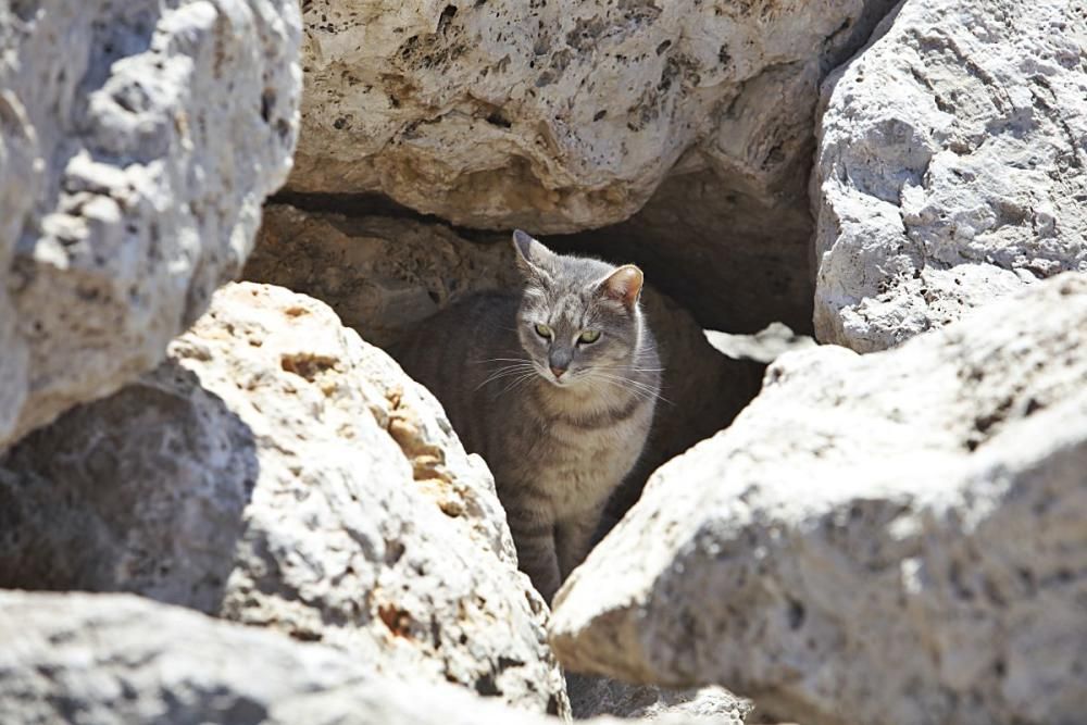 Die Katzen an Palmas Stadtstrand fristen ein trauriges Dasein.