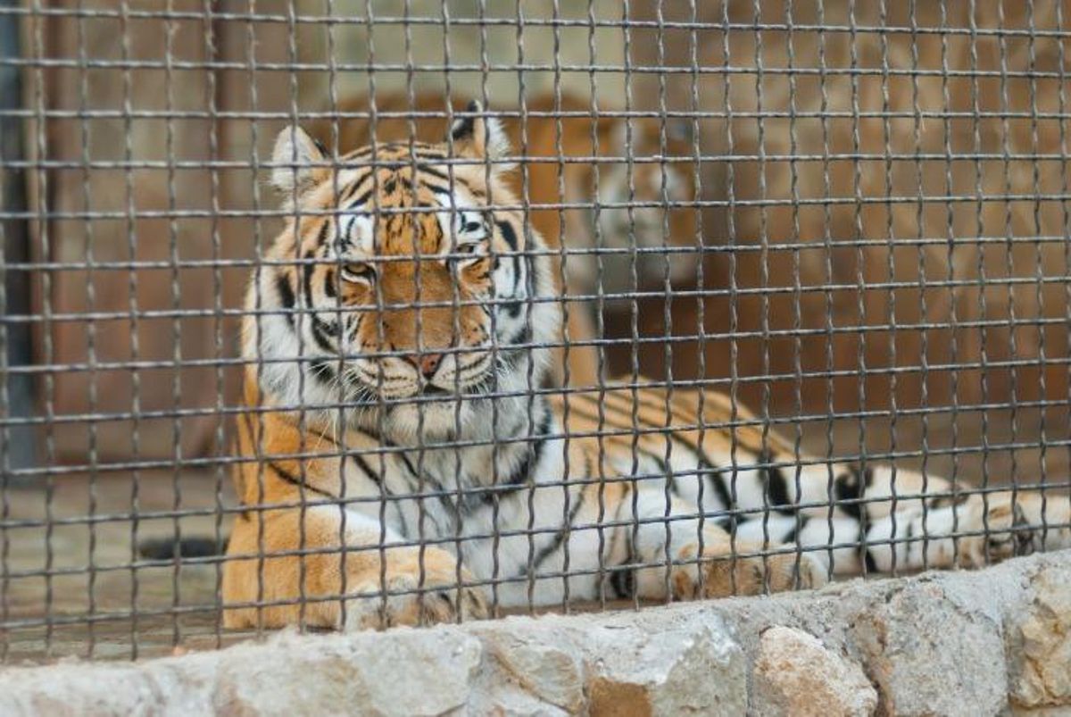 Piden a la Junta de Andalucía que "reconsidere" la autorización del zoo