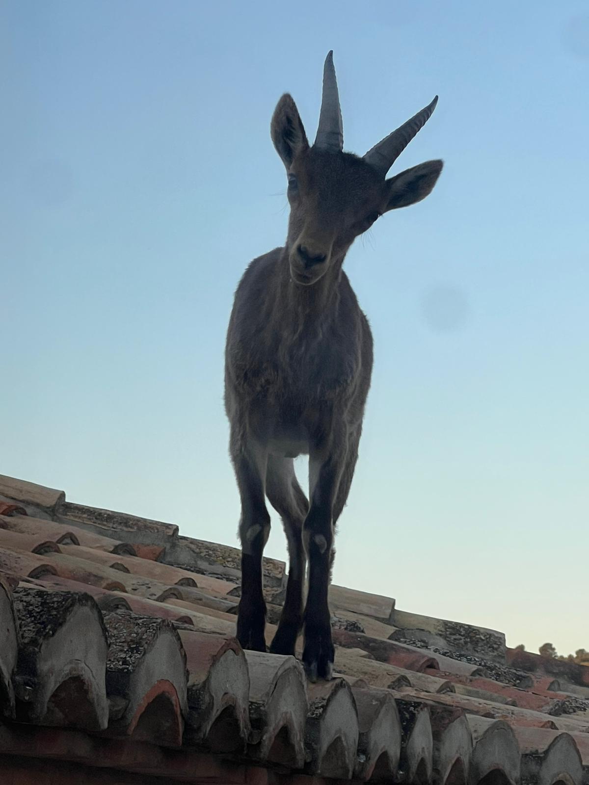 Imagen de la presencia de cabras en los tejados de Jérica.
