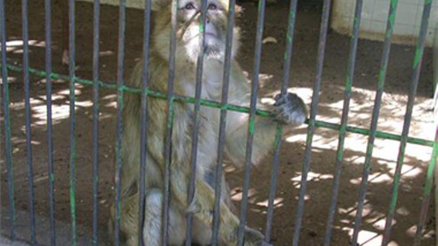 La Comisión Europea vuelve a instar a España a aplicar la ley sobre zoos en Extremadura