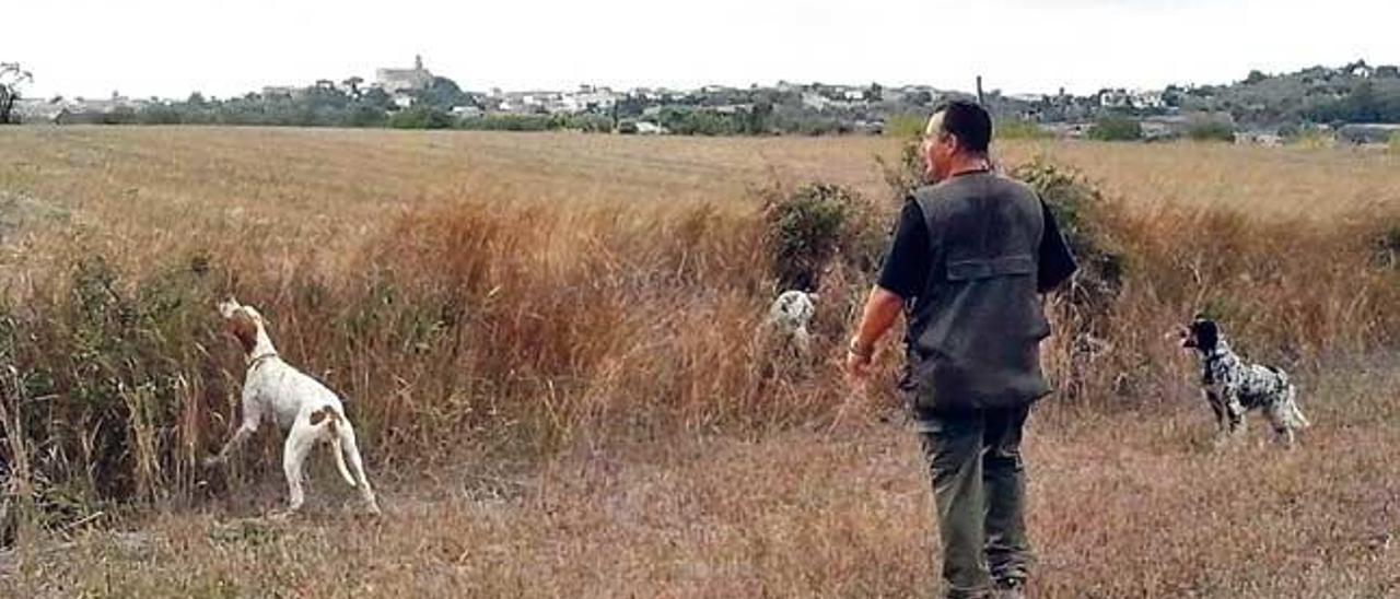 Un cazador otea con sus perros cerca de Maria de la Salut en pleno mes de agosto.