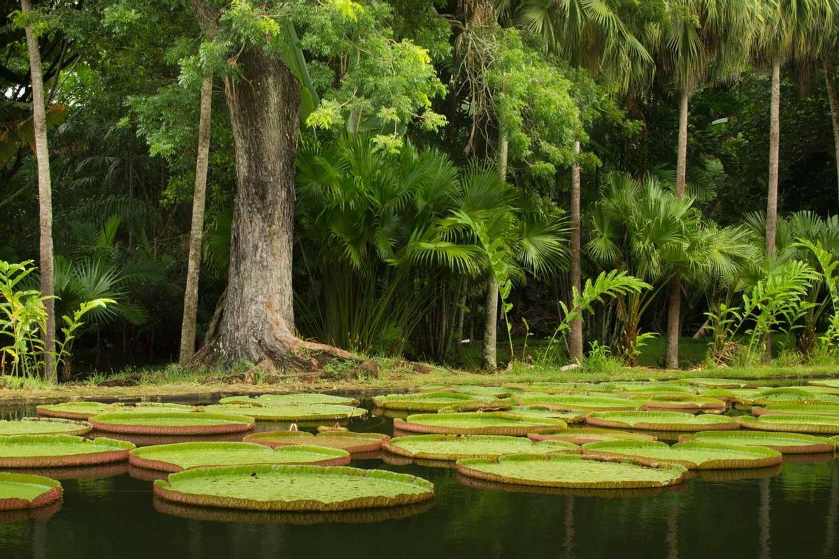 Victoria amazonica