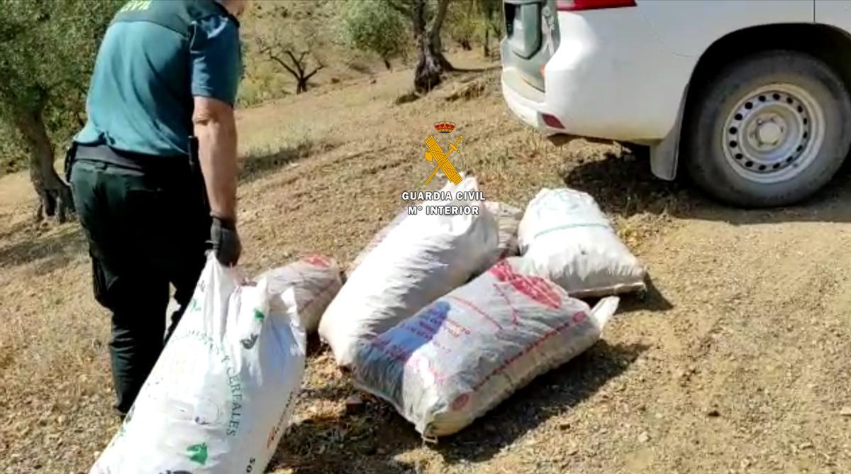 Un agente interviene varios sacos con algarrobas.