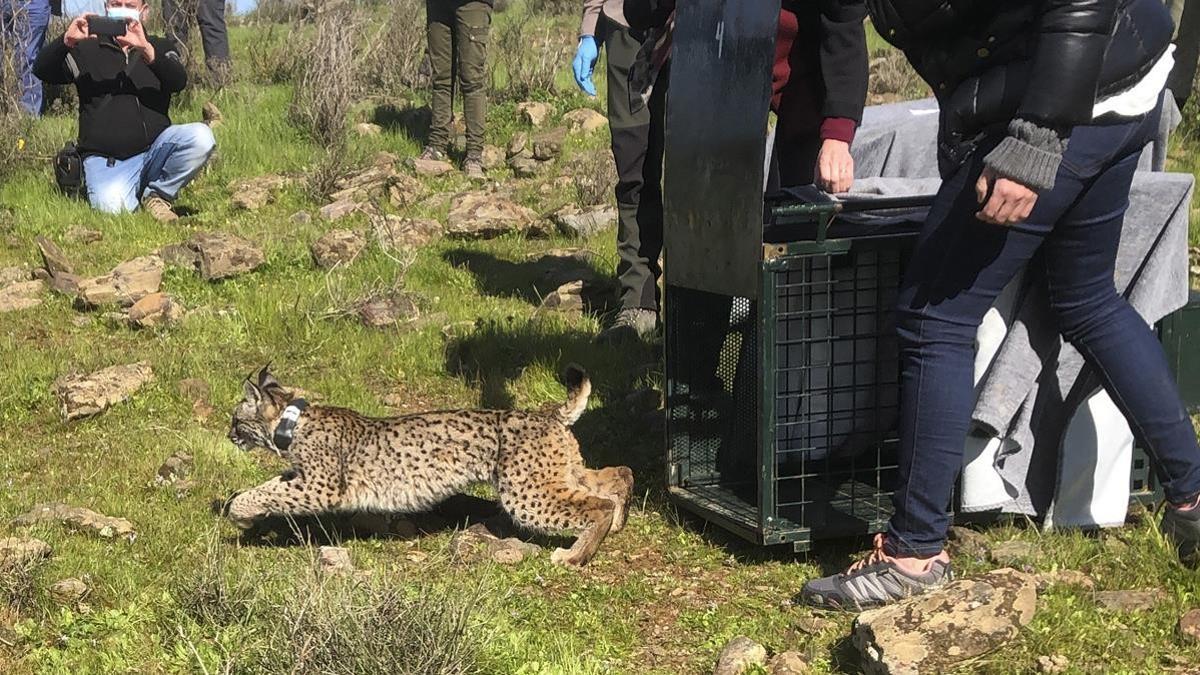 LLERA (BADAJOZ)  15 02 2021 -Extremadura ha liberado este lunes a los tres primeros linces ibericos nacidos en cautividad de los siete que se preve soltar esta campana 2021  todos ellos en la zona del rio Matachel  en la provincia de Badajoz  Esta liberacion forma parte del proyecto Life Linx Conect  en el que participan tambien las comunidades autonomas de Castilla La Mancha y Andalucia y que este ano contara con un presupuesto de unos 18 millones de euros  En la zona de cortados del rio Matachel  cercano a la sierra de Hornachos  viven unos 60 ejemplares de lince iberico de los 153 que viven en libertad despues de los distintos programas de reintroduccion de la especie que se iniciaron el ano 2011 en Espana y Portugal - EFE GLORIA CASARES